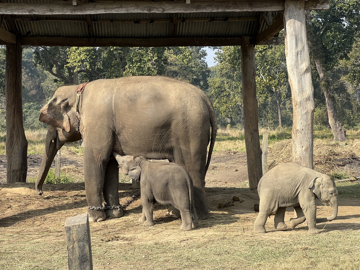 Elephant Breeding Center - Chitwan