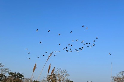 Bird Watching - Chitwan