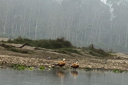 Bird Watching near Rapti River- Chitwan