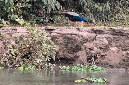 Bird Watching during boating in Rapti River- Chitwan