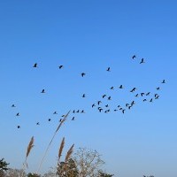 Bird Watching - Chitwan