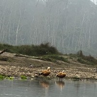 Bird Watching near Rapti River- Chitwan